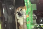 【海外】「なんてカワイイ！」「日本ではこれが普通なの？」日本のタバコ屋で店番をする柴犬が可愛いすぎると海外で話題
