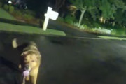 【海外】英雄的な犬が失踪女性を発見するまでの感動の瞬間を徹底解説！