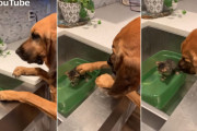 保護され入浴中の子猫を「怖くないよ」と励ますかのように優しく頭を撫でる犬が話題に