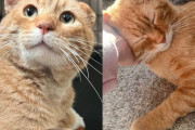 【海外】耳ぺったんこの猫を見つけた女性、諦めずに助けてめっちゃ幸せな今！