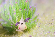 海外「日本近海に生息するウミウシ。餌となる藻類の葉緑体を利用して間接的に光合成を行うことができる」→「ただただ驚き」「日本人がポケモンを考案したのも不思議ではないな」