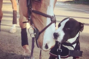 自分を「馬」だと思い込み、仲間と幸せいっぱいに暮らす犬