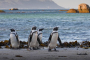 【海外】「南アフリカ、絶滅の危機を救うためペンギン繁殖地での商業漁業を禁止！食料不足の真相とは？」