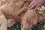 我が子の死が受け入れられず、必死にお墓を掘り起こそうとするゴールデンレトリバーの母犬