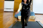 【海外】毎日トレーニングを頼む猫！愛犬との絆を深めるルーチンとは？