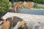 ネッコ「ワイの子犬🐶イジめたネッコ🐈に対してニャベンジ💢するニャン！👊😾👊」