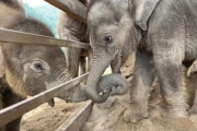 赤ちゃんゾウ同士の鼻をつかったご挨拶が可愛すぎてほっこり