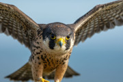 【海外】Falconの群れにはどんな名前がある？彼らが集まらない理由とは？