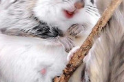 外国人「ニホンモモンガはどんだけ可愛いんだ」世界各国のキュートな小動物