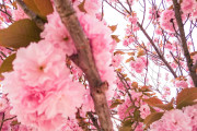 美し過ぎると話題に！桜の花びら漂う日本の川に世界から大注目が！「ストロベリーミルクシェイクだ！」「この川の水を飲みたい」海外の反応