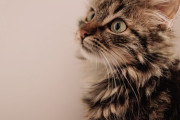 自転車に乗ってお出かけするネコ ふわふわのメインクーンの子猫からの成長記録