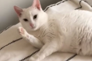 耳が聞こえない猫ちゃんが、休暇から帰ってきたご主人様に気付いたときのリアクションにほっこり