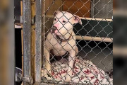 【海外】「耳の聞こえない保護犬、1年ぶりの外出で見せた意外な一面！」