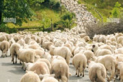 海外「フリーダムコンボイがカナダ国旗を掲げていることに怒るカナダ人達」