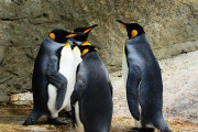 韓国人「物価上昇の余波を受けた日本の水族館の近況を見てみよう」