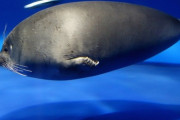 外国人「あまりにも太りすぎてる動物の画像を集めてみよう！」