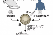【中国の反応】臓器売買はよくても動物はダメ!? ips細胞を使った新たな研究に「人類の終わりの始まりだ・・・」