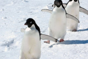 【復刻】世界中が絶賛「ペンギン可愛い！」