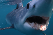 【海外】タコがサメに乗る！まるでカウボーイのような驚き映像が科学者たちを驚愕させた理由とは？
