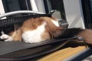 陽の当たる最高の昼寝スポットを見つけてしまった猫