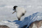 可愛すぎるペンギンのずっこけ動画が話題に（海外の反応）