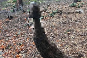 イギリスの公園にキノコの彫刻→ 形が卑猥だとクレームが入り撤去される事態にｗｗｗｗｗ