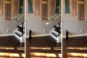 「猫のキャッチボールだ！」交互に光の反射を追いかける猫たちが可愛い