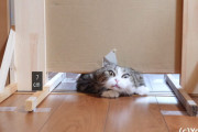 猫はどれくらい平べったくなれるのかを検証してみた飼主さん。何センチの隙間まで通れたかな？