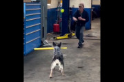 バットを口にくわえた犬、イチローばりのバッティングを披露 （海外の反応）