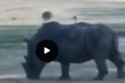 海外「車が紙みたいだ」車を軽々と破壊するサイさんの映像がヤバ過ぎる