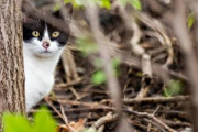 アメリカ「ネズミ駆除するために野良猫1000匹を街に放ったわｗ」