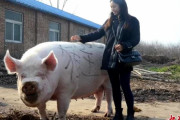 【海外の反応】中国ではホッキョクグマと同じ体重の巨大な豚が飼育されている　海外の反応「また中国が動物を虐待している、逃げ出して野生化したらどうなるのか」
