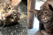 【海外】「愛される運命を信じ続けた猫、2年間の待機の末に訪れた奇跡」