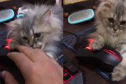 仕事ができませ〜ん！マウスを離さない子猫の可愛さが最強につき