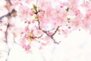 海外「めっちゃ綺麗！！」日本で、桜を見つけたノルウェー人さんの反応をご覧ください 海外の反応