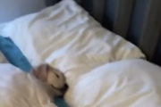 子イッヌ「すやぴぴー💤まだ寝てたいよー😪」←起きれない犬がかわいい！！