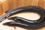 【悲報】活きが良いウナギをお尻に入れた男性、結腸を食い破られガチで逝きかけるｗｗｗｗｗ