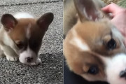 はじめての段差に苦戦するコーギーの子犬→一生懸命頑張った後の甘え顔がカワイイ
