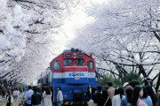 韓国人「韓国の鎮海桜祭りに410万人の観光客が殺到！桜祭りの経済効果が2140億ウオン！」　韓国の反応