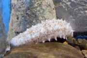 韓国人「日本の海で10万分の1の“白い奇跡”が捕獲される？『不治の病をも治す』と語り継がれる謎の生命体と、それを見守る日本人の独特な死生観に驚愕…」