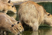「野生のカピバラ親子が川を渡ると、こんなにかわいいものなんだ…」海外の反応