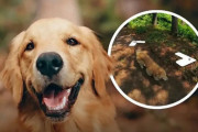 「この島のストリートビューには犬が1000枚も写っている…」海外の反応