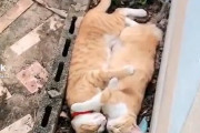 猫「安心して寝れるニャ」ラブラブな二匹の猫の寝ている体勢がおもしろい