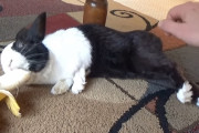 好物のバナナの音に気づき目を覚ますウサギ→口元に置くと勢いよく目覚めてバナナをモシャモシャ！！