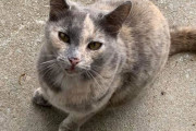 家を買ったら猫付き物件だった件（アメリカ）