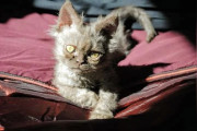 【海外】猫がエイリアン!? 衝撃の里親ストーリーを大公開！