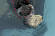 ラッコが親に捨てられた子供を受け入れる…。養子の里親となった母親の映像 海外の反応