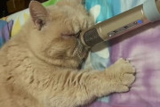イビキをかいて寝ている猫の鼻に、エコーを掛けたマイクをくっつけたら面白い事になっちゃった！