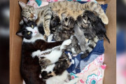 【海外】野良猫が赤ちゃんを守る驚きの知恵とは？シェルター職員も驚愕の秘策！