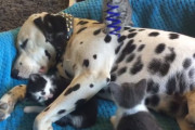 死んだように寝ているダルメシアンの周りで遊ぶ子猫たちが可愛すぎる